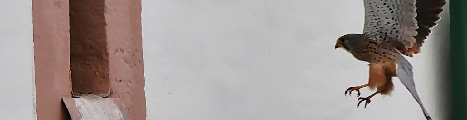 fotoObenWebpraesenz-6-Turmfalke.jpg